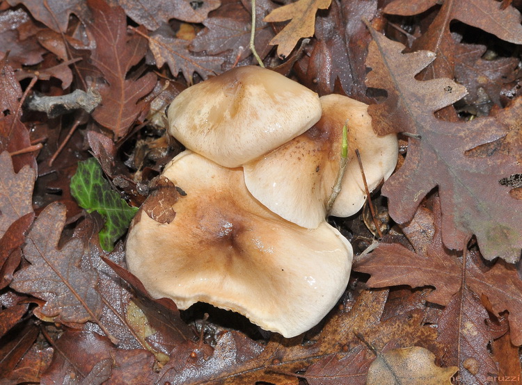 Escursione del tardo autunno nelle colline chiantigiane